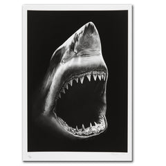 Modern Canvas Painting Shark Canvas Painting